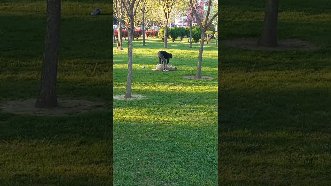 Funny Dog Lover In The Park Sunday Morning Facts YouTube Funny Dog Lover In The Park Sunday Morning Facts YouTube