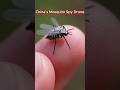 China Unveils Mosquito Like Spy Drone Prototype  #China #SpyDrone #MosquitoDrone