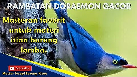 Masteran Rambatan Loreng Doraemon Gacor || Materi Isian Burung Lomba