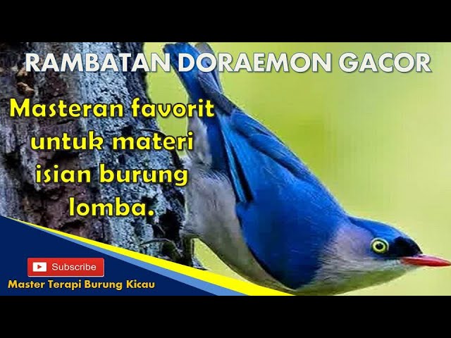 Masteran Rambatan Loreng Doraemon Gacor || Materi Isian Burung Lomba class=