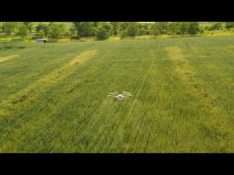 ხორბლის ნაკვეთის შეწამვლა ბოლნისში