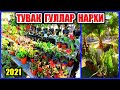 ТУВАК ГУЛЛАРИ ЛАНДШАФТНЫЙ ДИЗАЙН ГУЛЛАРИ АРЗОНИДАН КУКОН УЧКЎПРИК