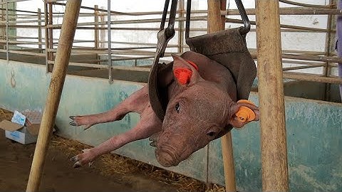 Weighing piglets without electric scale