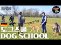 Jindo dog goes to dog school in germany  ep01 jindodog chinguthejindo dogschoolgermany