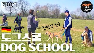Jindo dog goes to DOG SCHOOL in Germany!🇩🇪 🐕 EP01 #Jindodog #ChingutheJindo #DogSchoolGermany
