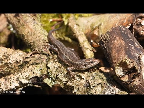 Video: 4 Siektes Wat U Troeteldier Reptiel U Kan Gee