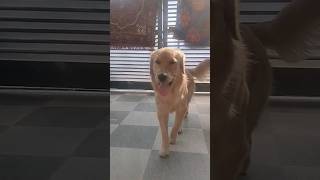 Hello Friends Vitamin D lelo and subscribe shorts cutedog funnydogs goldenretriever doglover