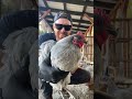 Weekly routine with my little ladies. #DIY #chickencoop #chickensoftiktok #diyproject #homestead