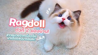 Ragdoll ตัวที่สองของบ้าน หนูจะมาเป็นแฟนพี่บารอนค่ะ