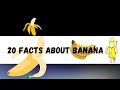 20 facts about bananas