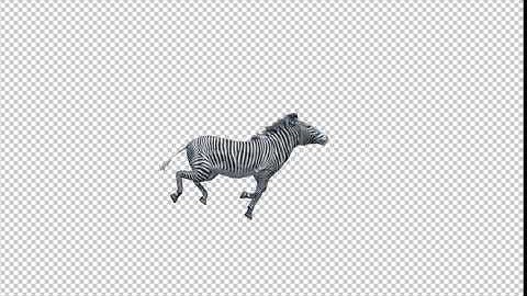 3D Zebra Run Animation | Motion Graphics - Envato elements