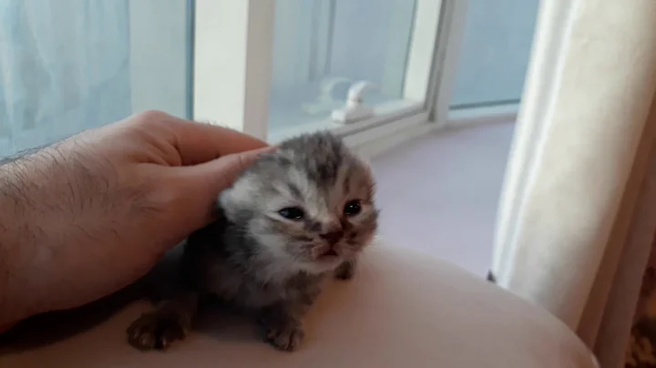 Video 1615841: silver tabby british, silver tabby kitten