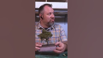 Super-detailed deciduous trees