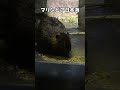 ごはんを食べるアメリカビーバー #shorts #beaver #aquarium