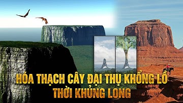 Cây cổ thụ khổng lồ 4800 tuổi - Loài cây phục vụ cho người khủng lồ