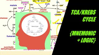 HOW TO  Remember Citric acid cycle (TCA)  in 10 mins?/Mnemonics +logic /Krebs Cycle / NEET/AICE/KCET