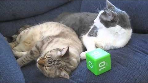 The Green Cube Timer!