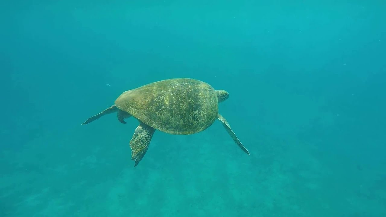 Swimming with sea turtles at Little Liuqiu Island - Taiwan