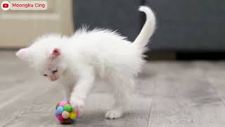 kucing lucu ANAK KUCING MEONG MEONG - kucing meong meong - kucing kawin - KUCING PERSIA LUCU