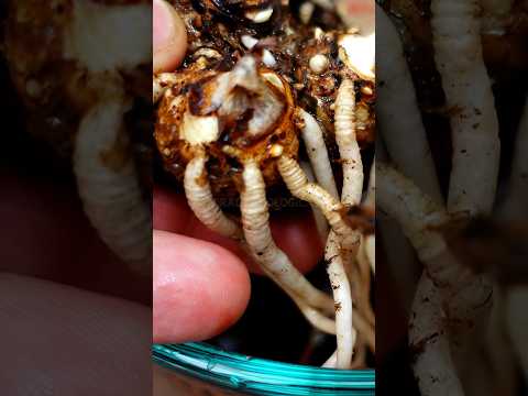 Vídeo: Cultivar patates en una pila de fulles: podeu cultivar plantes de patates a les fulles