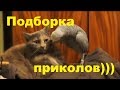 Самые Смешные Приколы 49, Ржачные Видео До Слез, Приколы, Лучшие Приколы, Гыы LOL