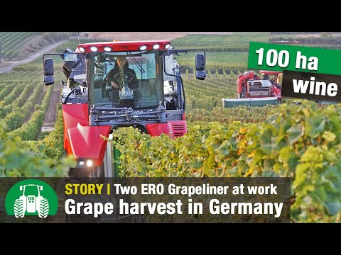 Video: Harvesting Grapes: How To Harvest Them For Wine? Collection By Machines And By Hand. When Is It Correct To Collect Raisins And Other Varieties?