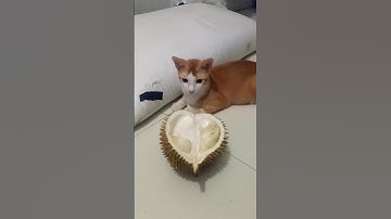 Kucing Makan Durian dulu ya guys🤣#shorts #kucinglucu #kucingcomel