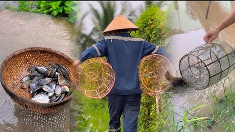 Cá sặc, mùa mưa rất nhiều - Đặt Lờ Bắt Cá Mùa Mưa