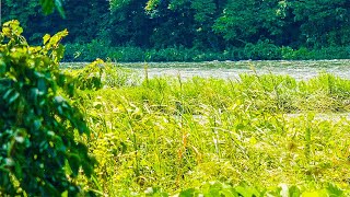 Experience RELAXATION Like Never Before with 10 Minutes of Sagami River @taketenrelaxation