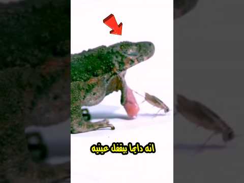 ليه الضفدع دايما بيقفل عينه وهو بياكل