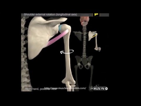 Teres minor Muskel: Ursprung, Insertion, Innervation, Funktionen