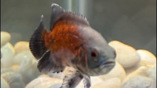 Oscar Fish Growth Rate @Smallfish16
