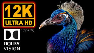 Liquid Black 12K HDR 60fps | Dolby Vision