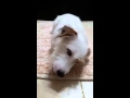 Dog : Jack Russell Zudza