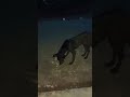 funny puppy video #puppy #cute #cutedog #dog #pets #animals #shorts