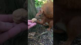 Hörnchen Fütterung in Slow Motion 2 | Mach mal Langsam | Squirrels Feeding