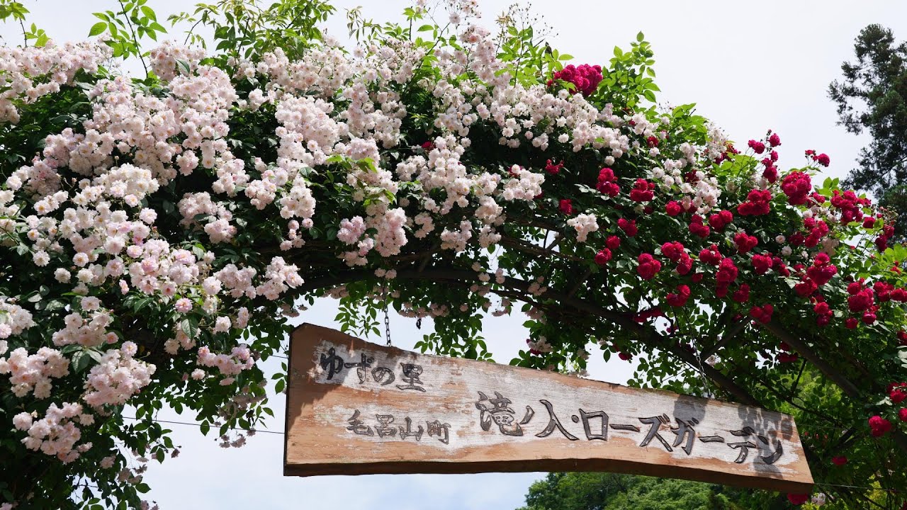 滝の入・ローズガーデン　満開のバラ　埼玉県毛呂山町　2024.05.21　めざせ楽々お花見学