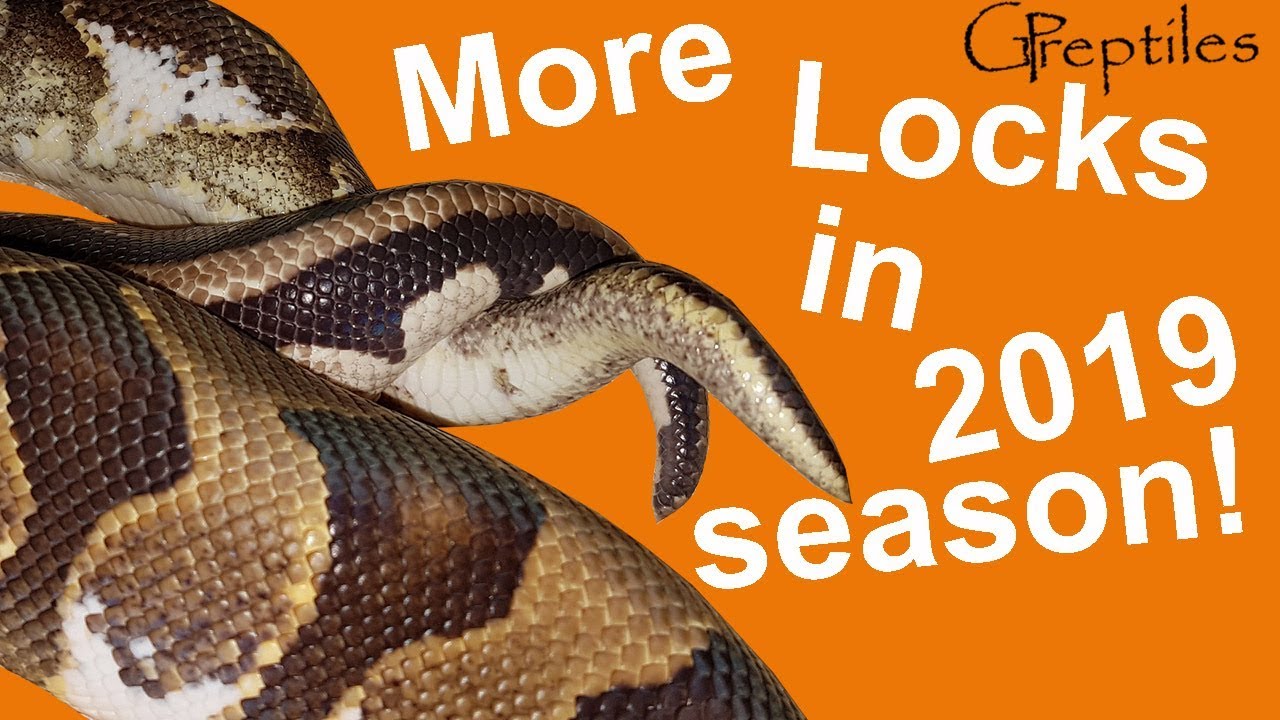 królewskie piwo More Ball Python locks in the upcoming season!