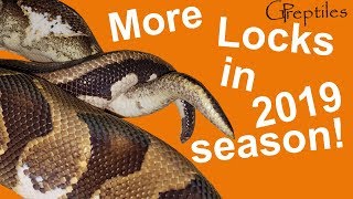 More Ball Python locks in the upcoming season!