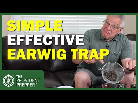 Video: Earwig Trap Ideas - Yuav Ua Li Cas Ua Ib Lub Pob Ntseg Earwig