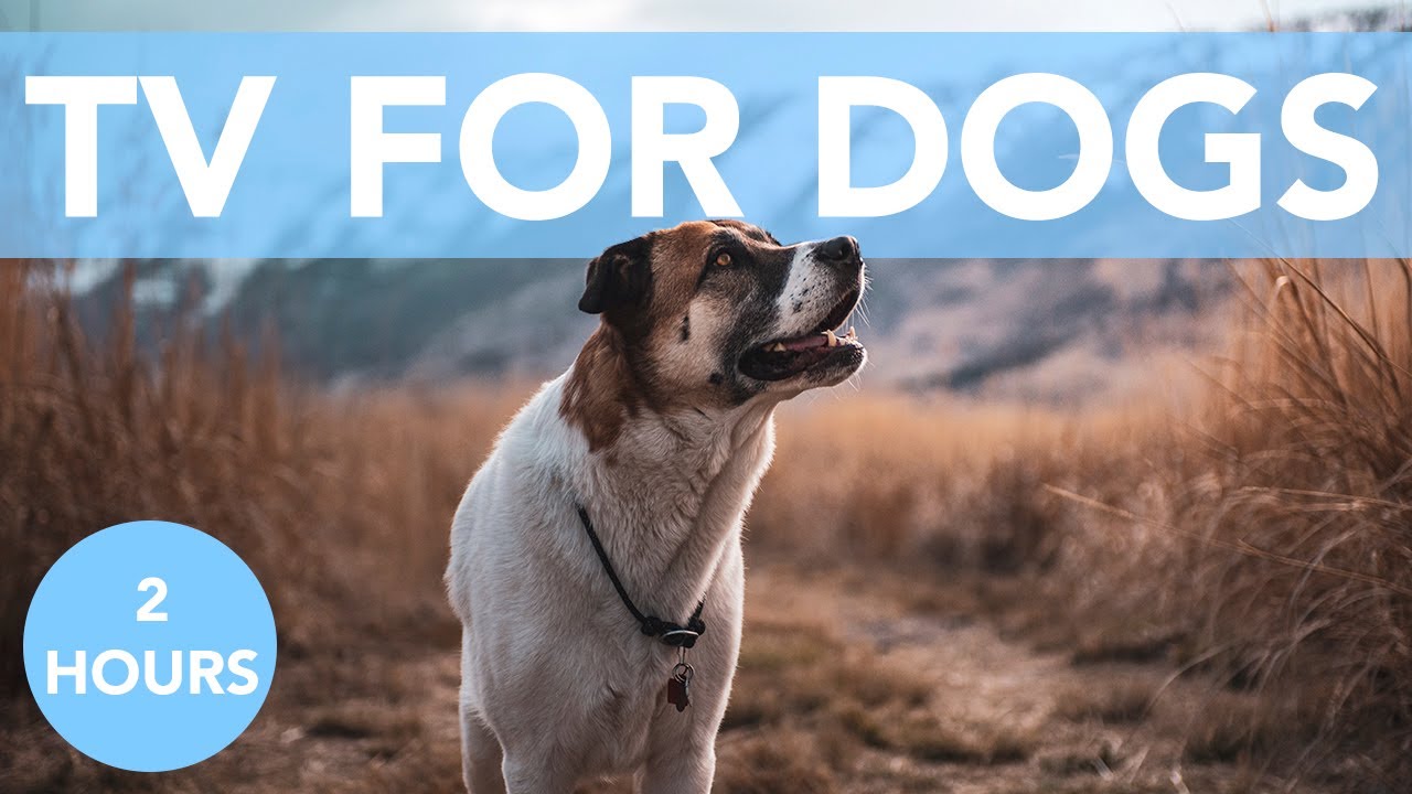 Relax My Dog TV! ASMR TV and Music for Dogs