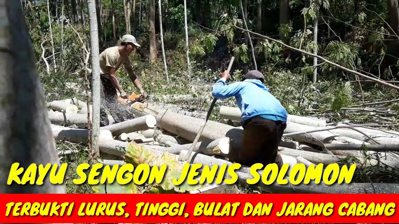 Tebang pohon sengon solomon - Chainsaw stihl ms 250