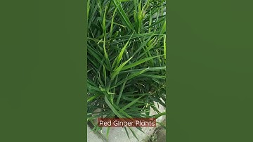 Tanaman jahe merah subur dan rimbun di pot | Tanaman obat #shorts