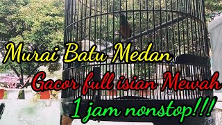 1 Jam Murai Batu Medan Gacor Full Isian Mewah || Masteran Murai batu Durasi Panjang