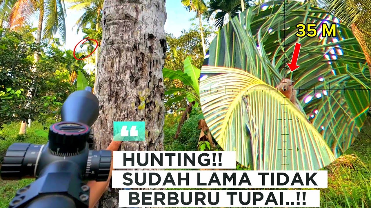 BERBURU TUPAI TERBARU‼️DAPAT UNDANGAN LAGI BOLO..💥💥🐿🐿