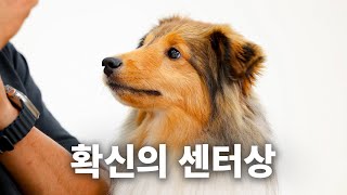 Being pretty is everything? Yes, it's everything. | Dog Encyclopedia Shetland Sheepdog