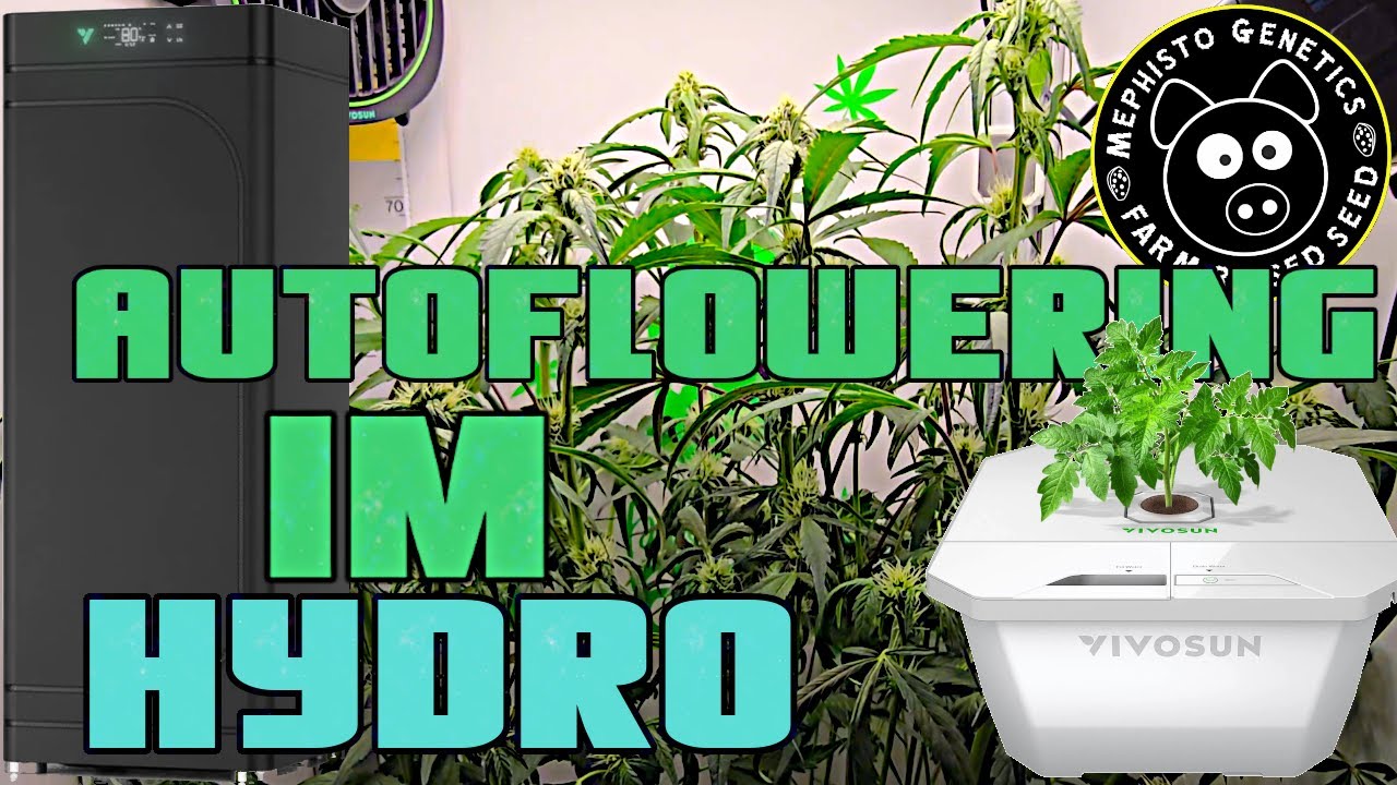 Hydro DWC Grow Update Autoflowering mit Lollipopping Blütephase in VGrow Box New VIVOSUN Controller