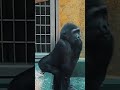 Gorilla⁉︎