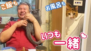 【リアル密着】匹と暮らす保護猫多頭飼い実家のナイトルーティン‼