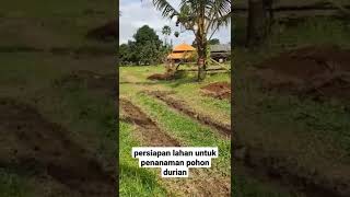 Persiapan lahan untuk penanaman pohon durian || #shorts #durian #fyp #investasi #viral
